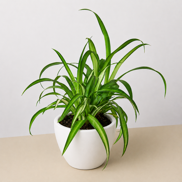 Spider Plant &