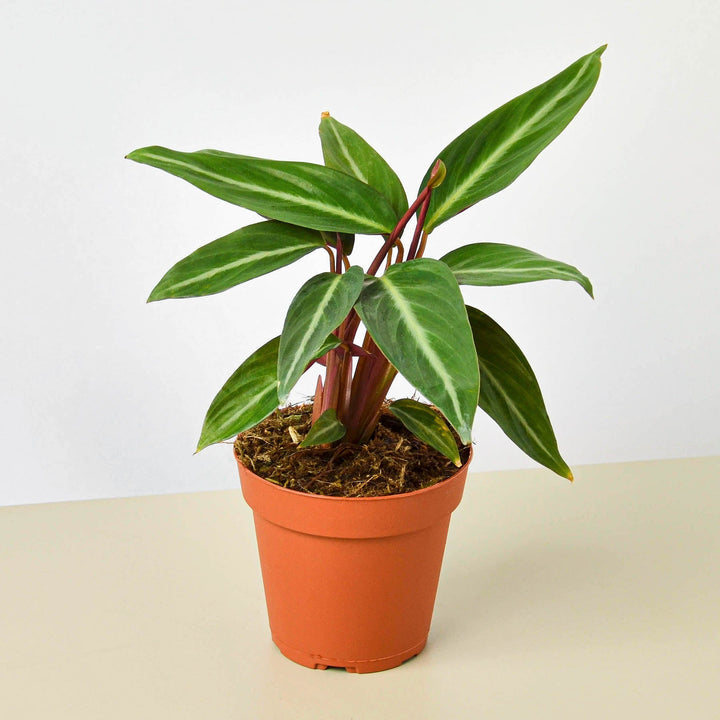 Stromanthe &