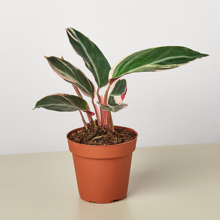 Stromanthe &