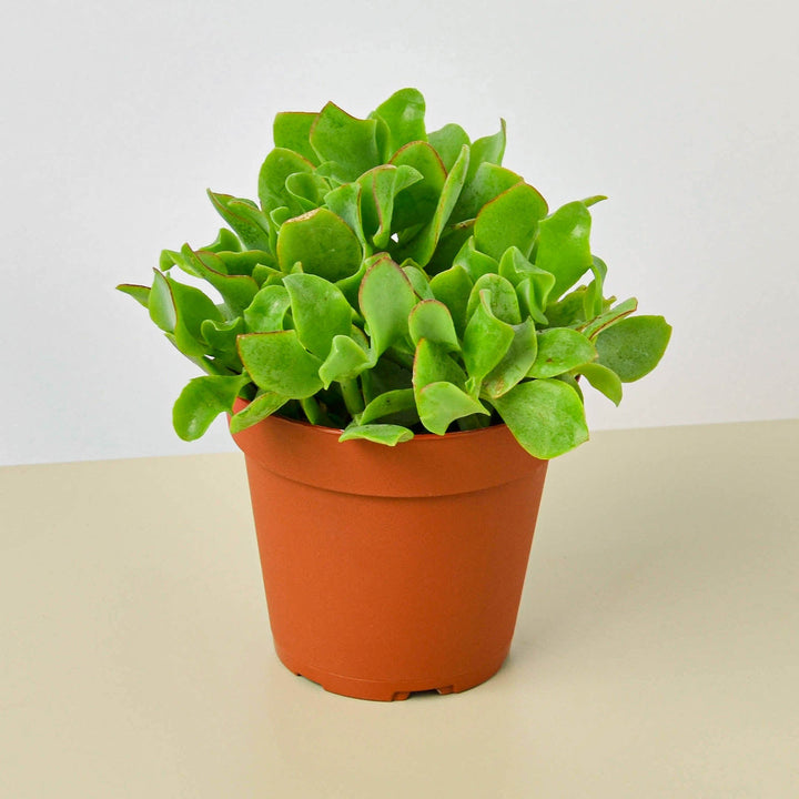 Succulent &