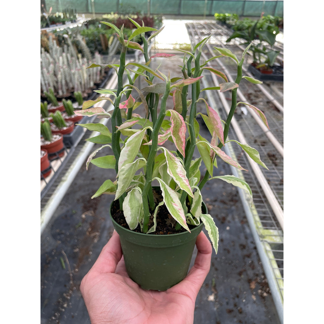 Variegated Devil&