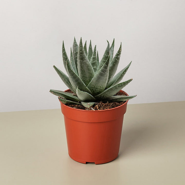 Succulent Haworthia Savanna