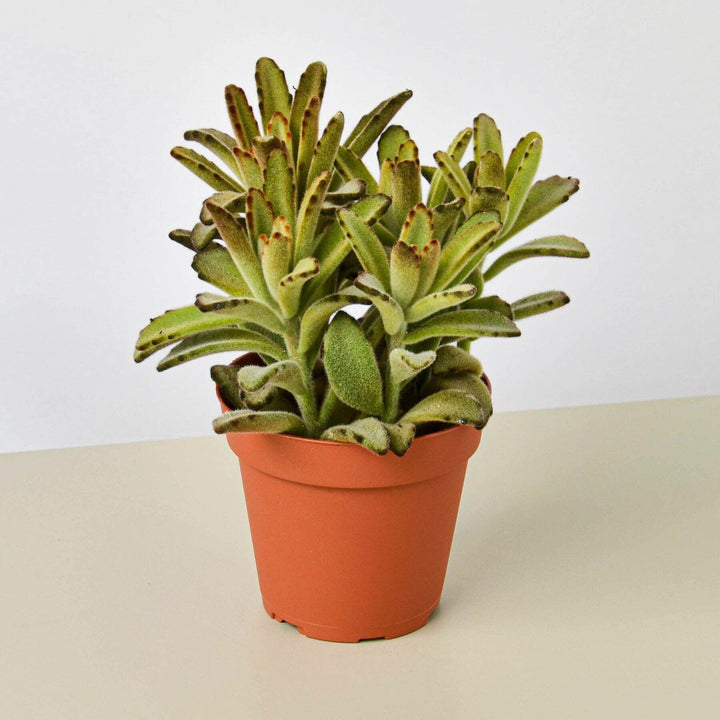 Kalanchoe Tomentosa &