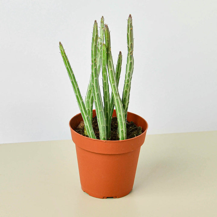 Succulent Senecio Stapeliiformis &