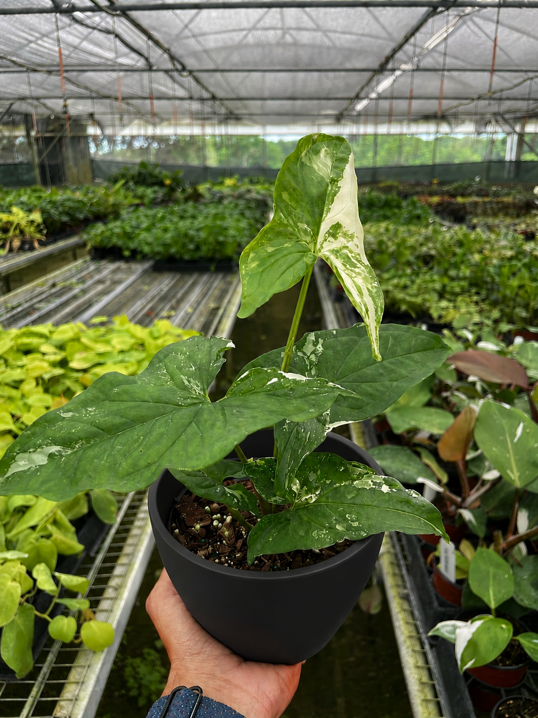 Syngonium &