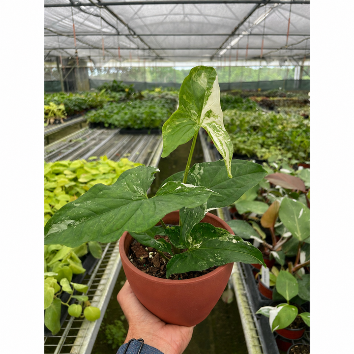 Syngonium &