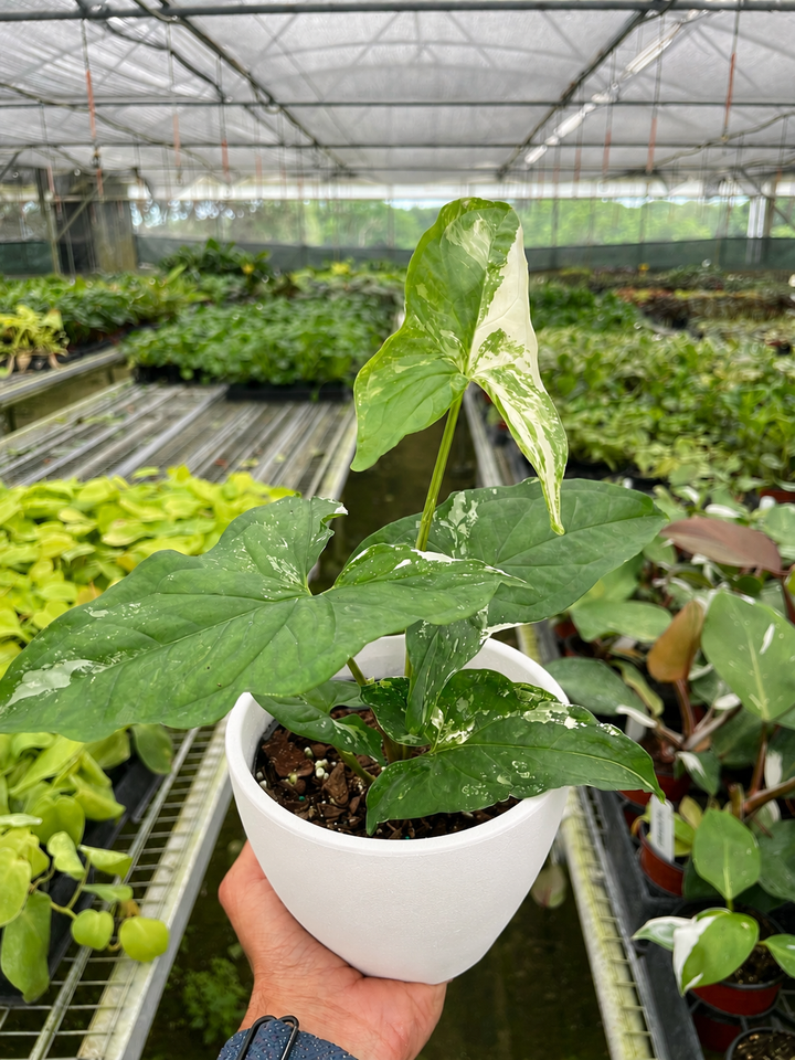 Syngonium &