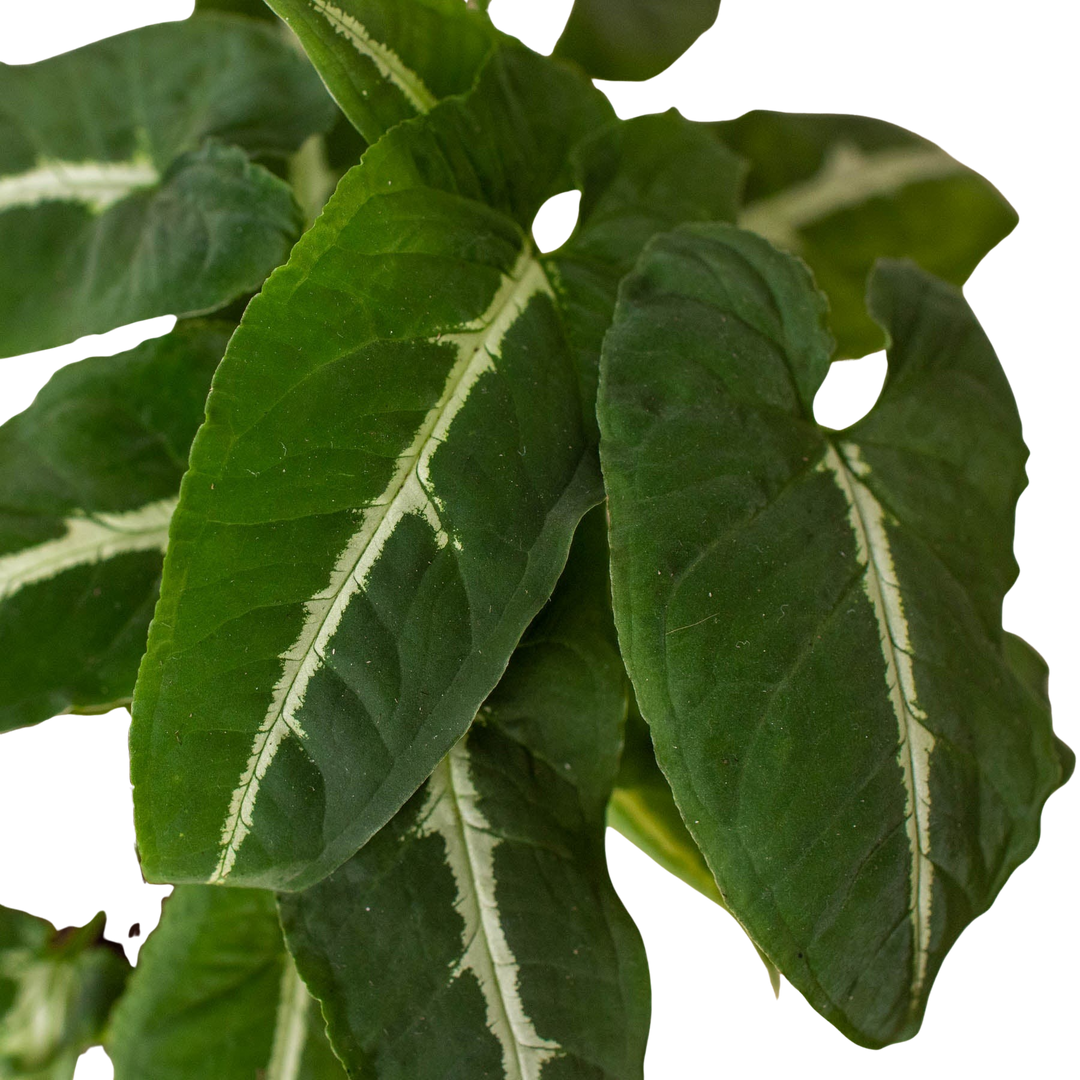 Syngonium wendlandii &