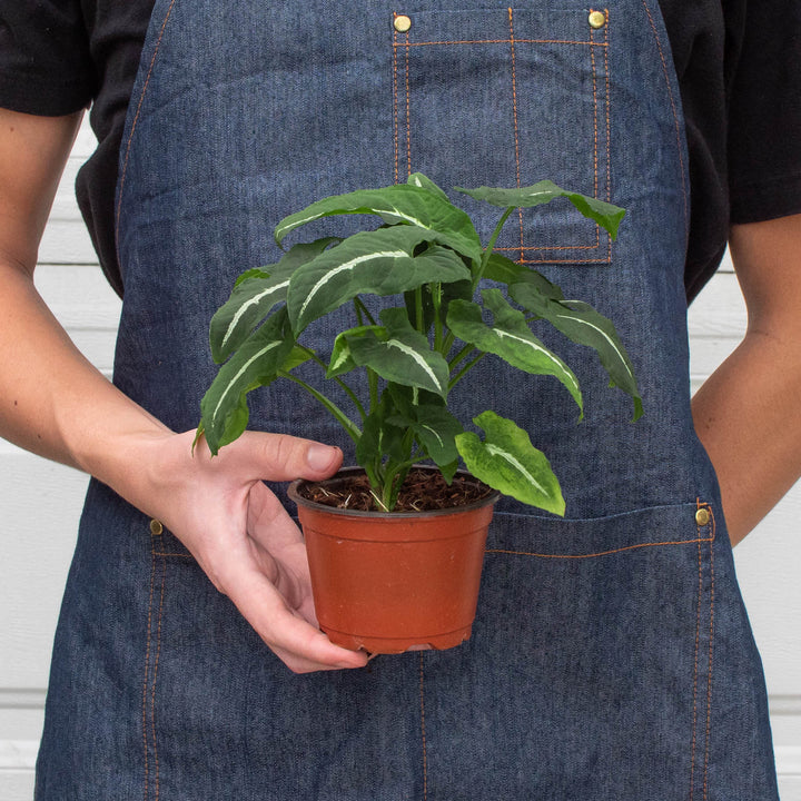 Syngonium wendlandii &