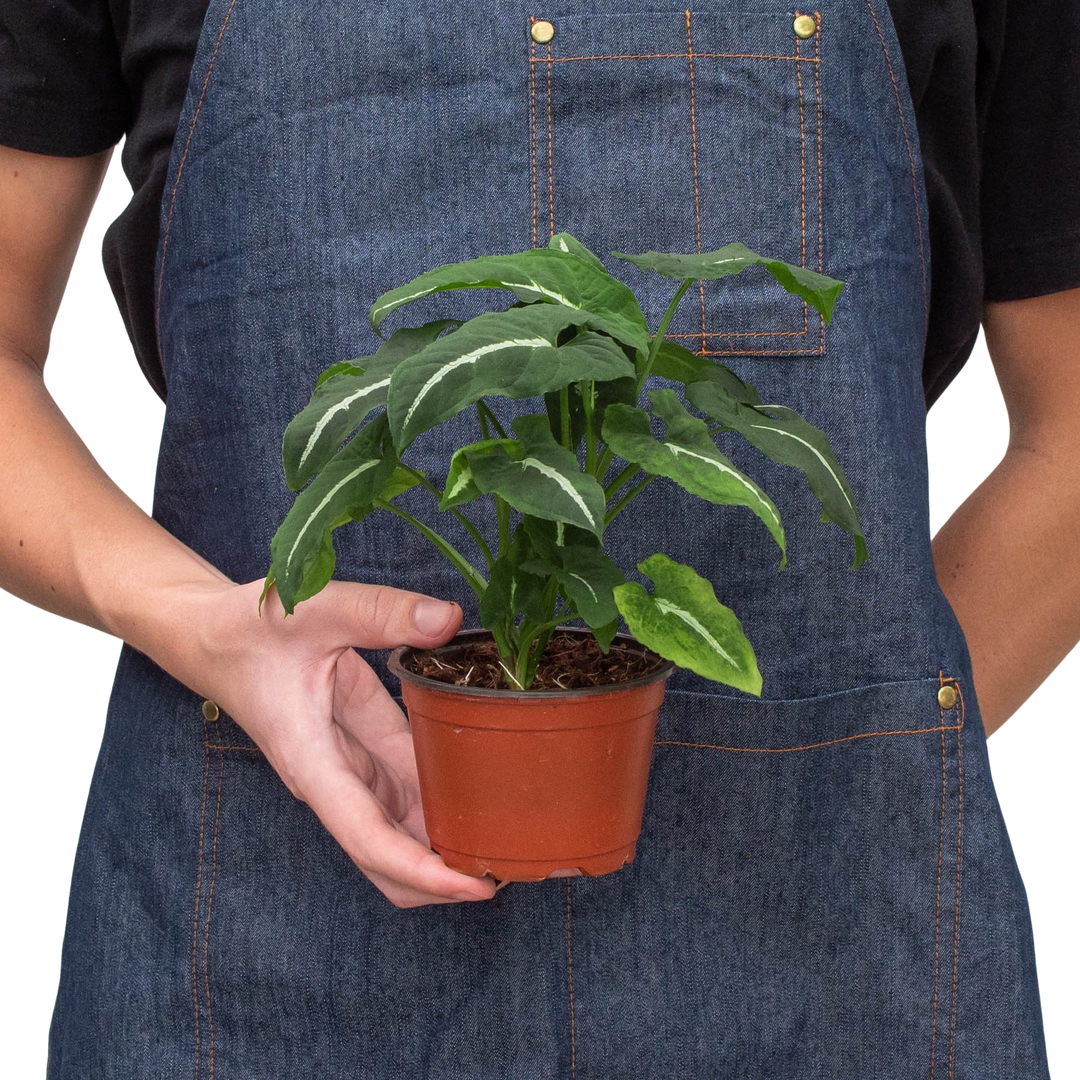 Syngonium wendlandii &