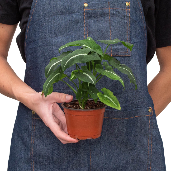 Syngonium wendlandii &