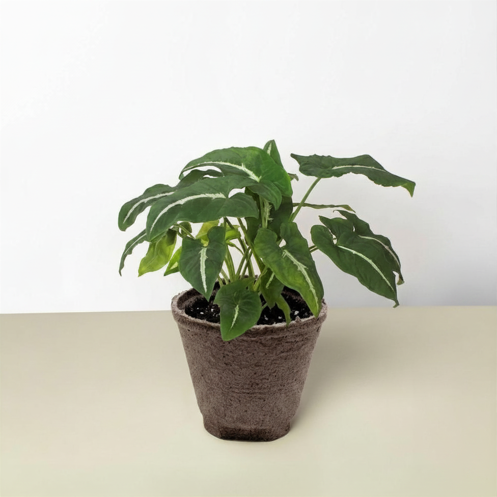 Syngonium wendlandii &