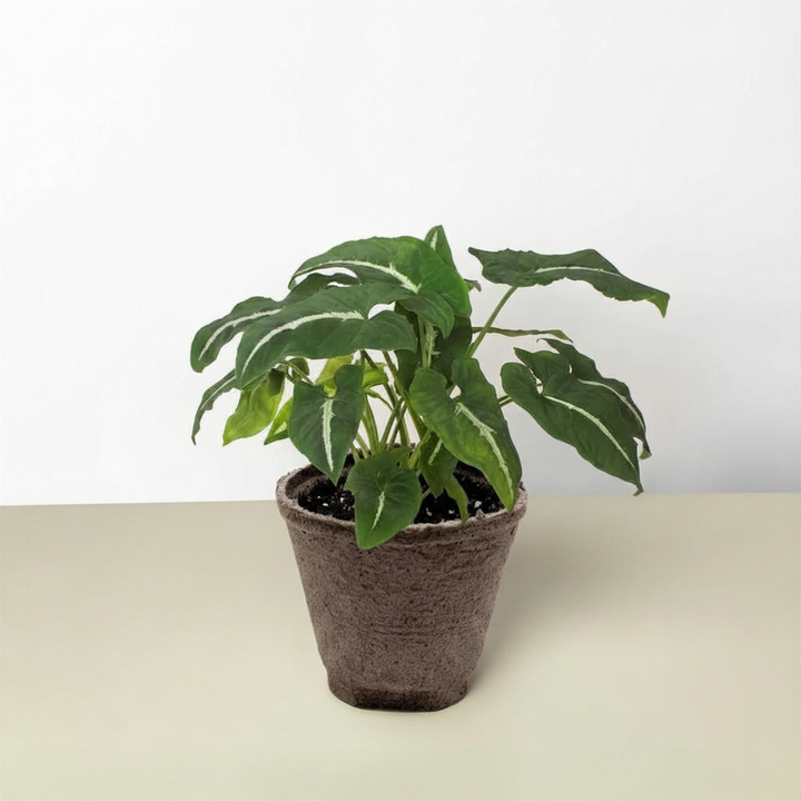 Syngonium wendlandii &
