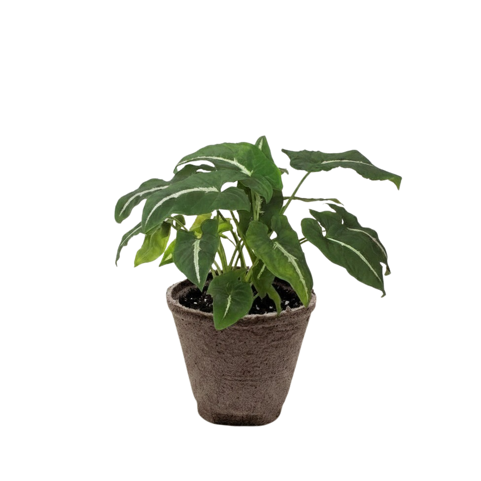 Syngonium wendlandii &