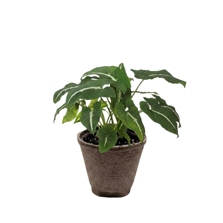 Syngonium wendlandii &