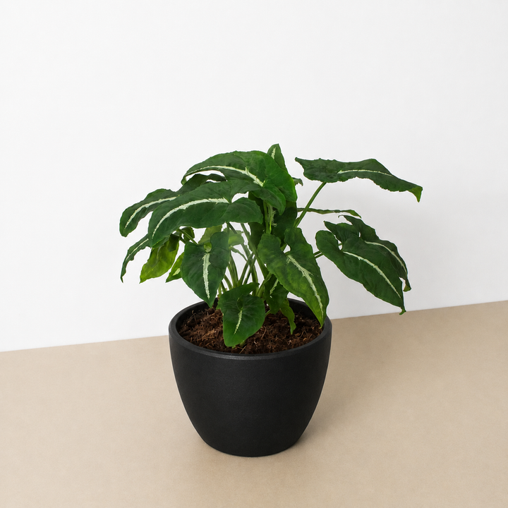 Syngonium wendlandii &