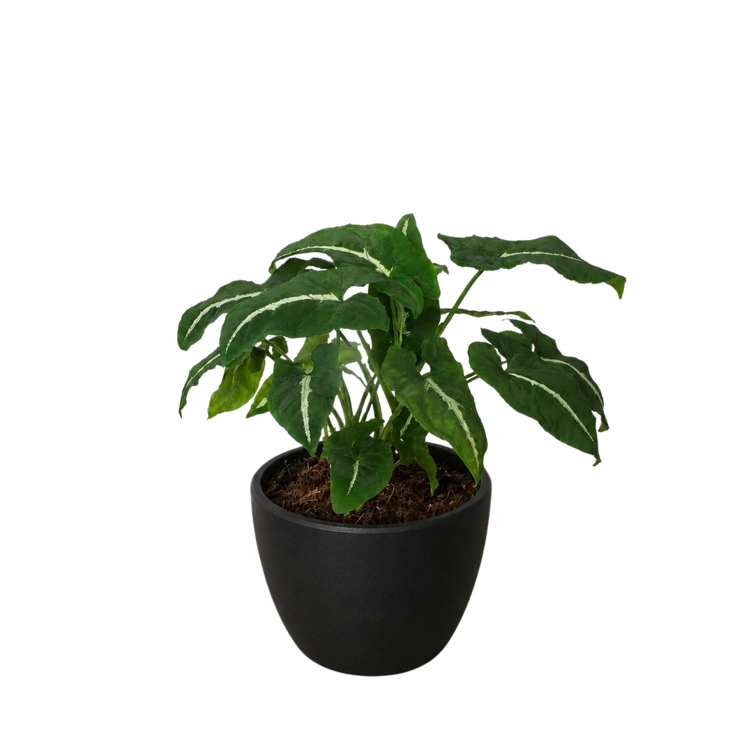Syngonium wendlandii &