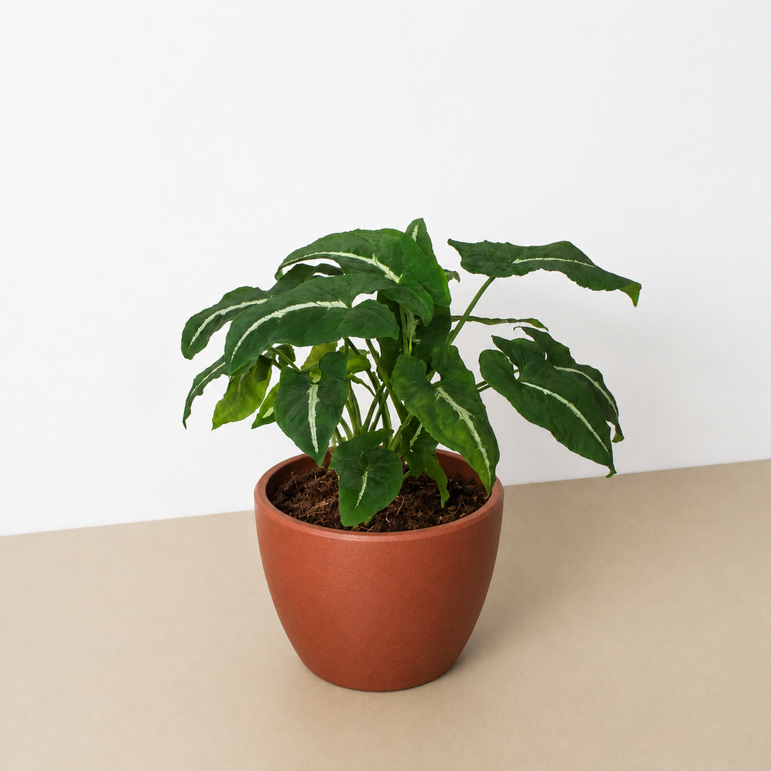 Syngonium wendlandii &