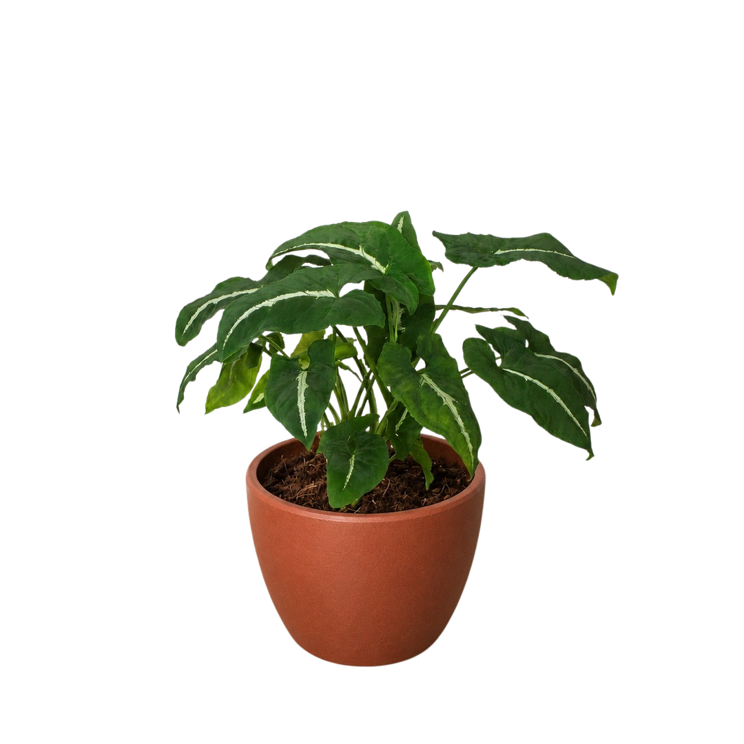 Syngonium wendlandii &