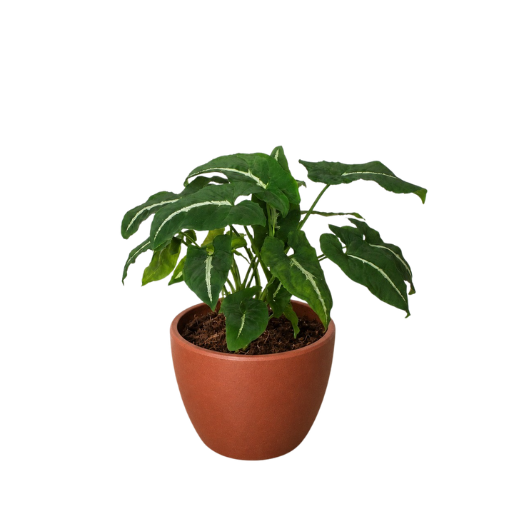 Syngonium wendlandii &