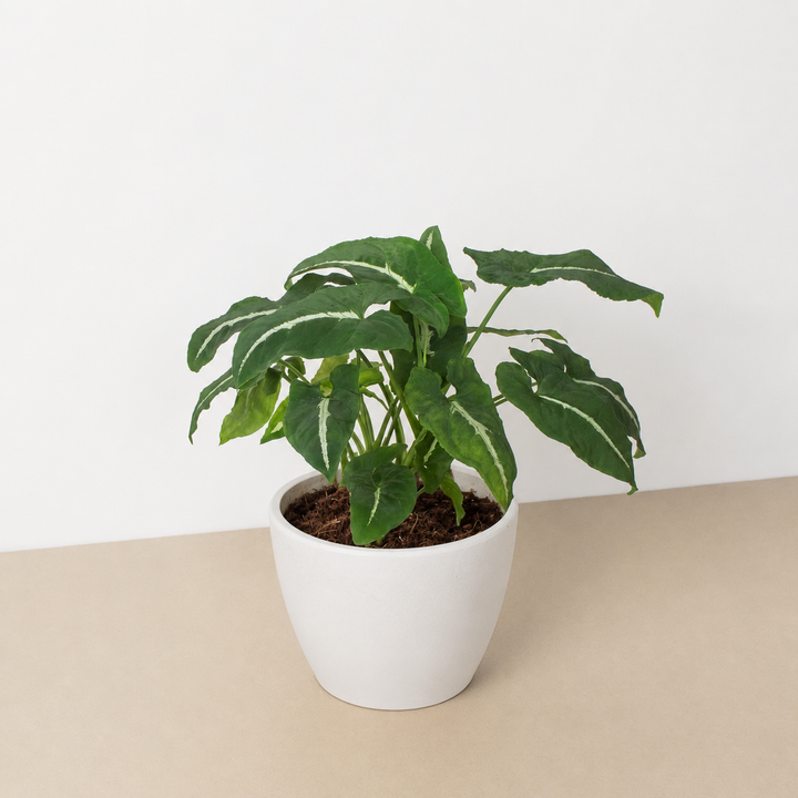 Syngonium wendlandii &