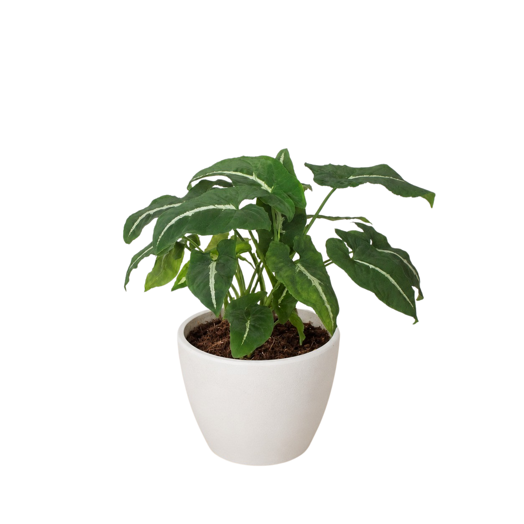 Syngonium wendlandii &