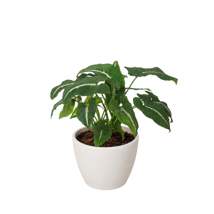 Syngonium wendlandii &