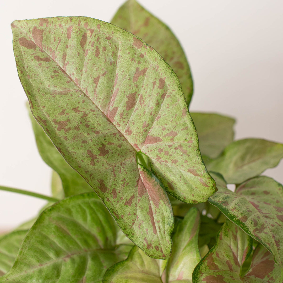 Syngonium &