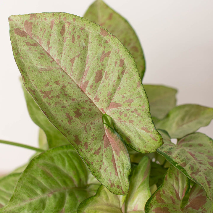 Syngonium &