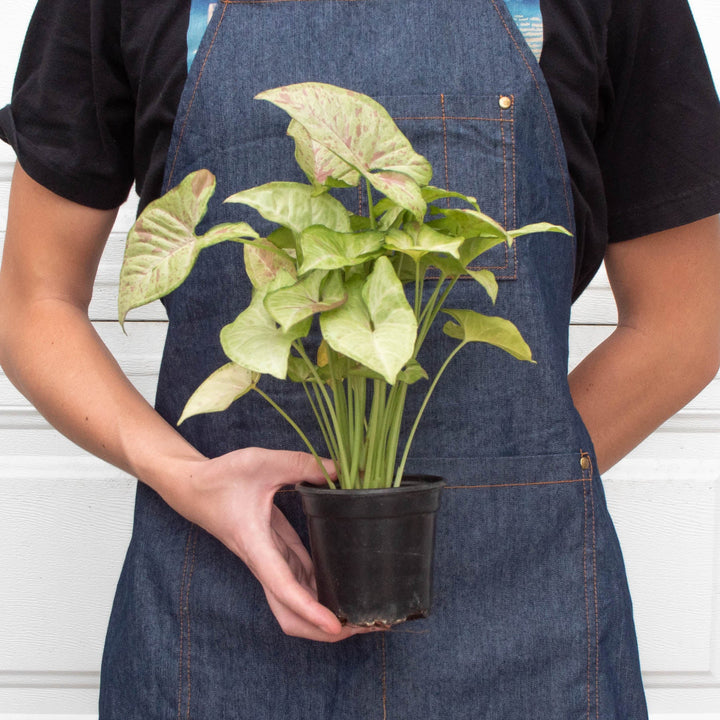 Syngonium &