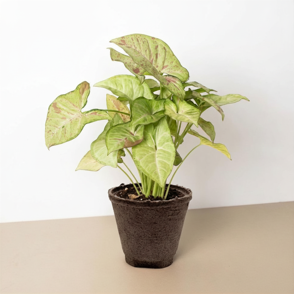 Syngonium &