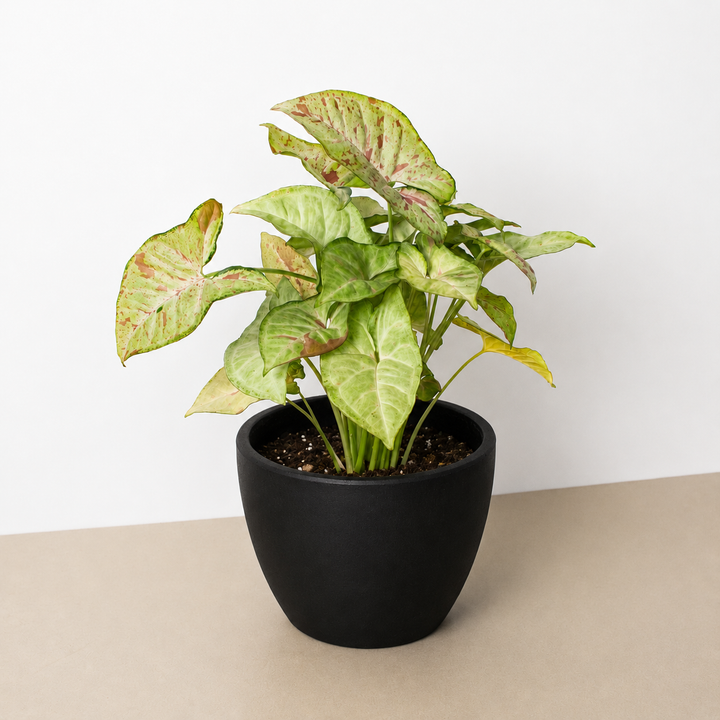 Syngonium &