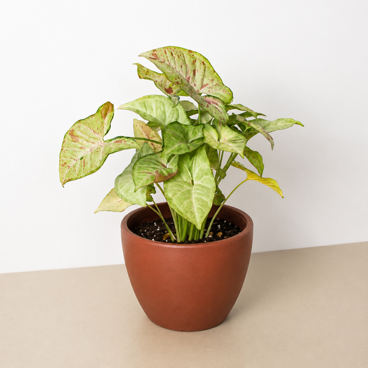 Syngonium &