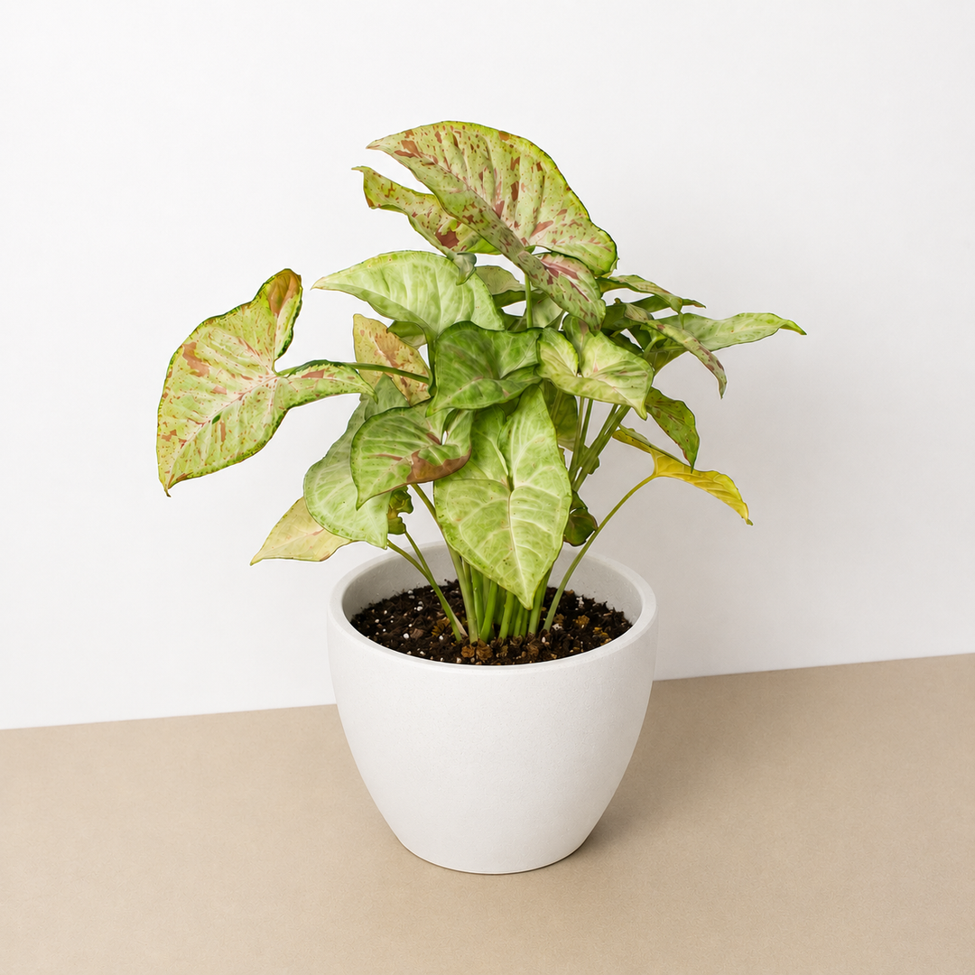 Syngonium &