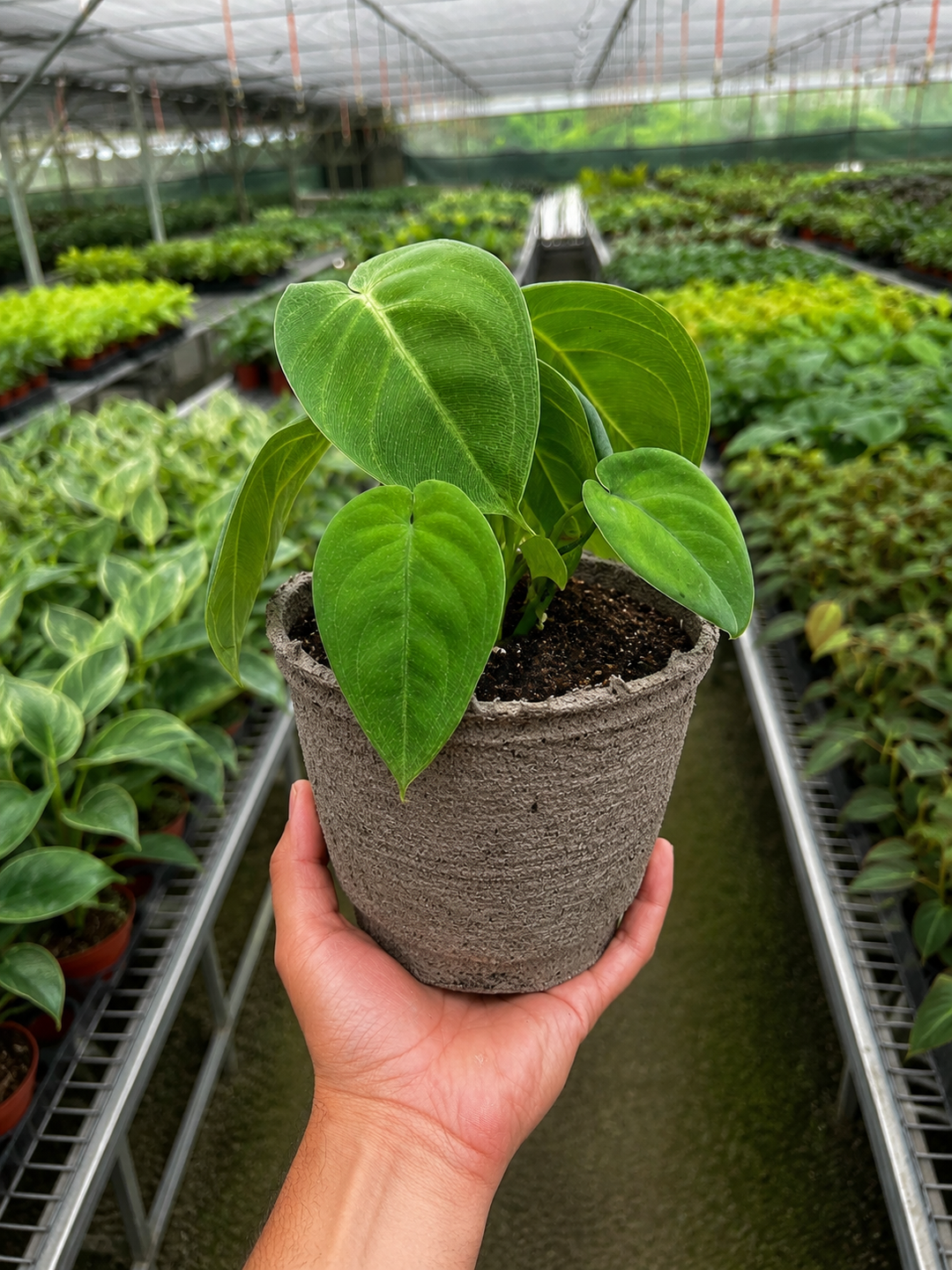 Syngonium &