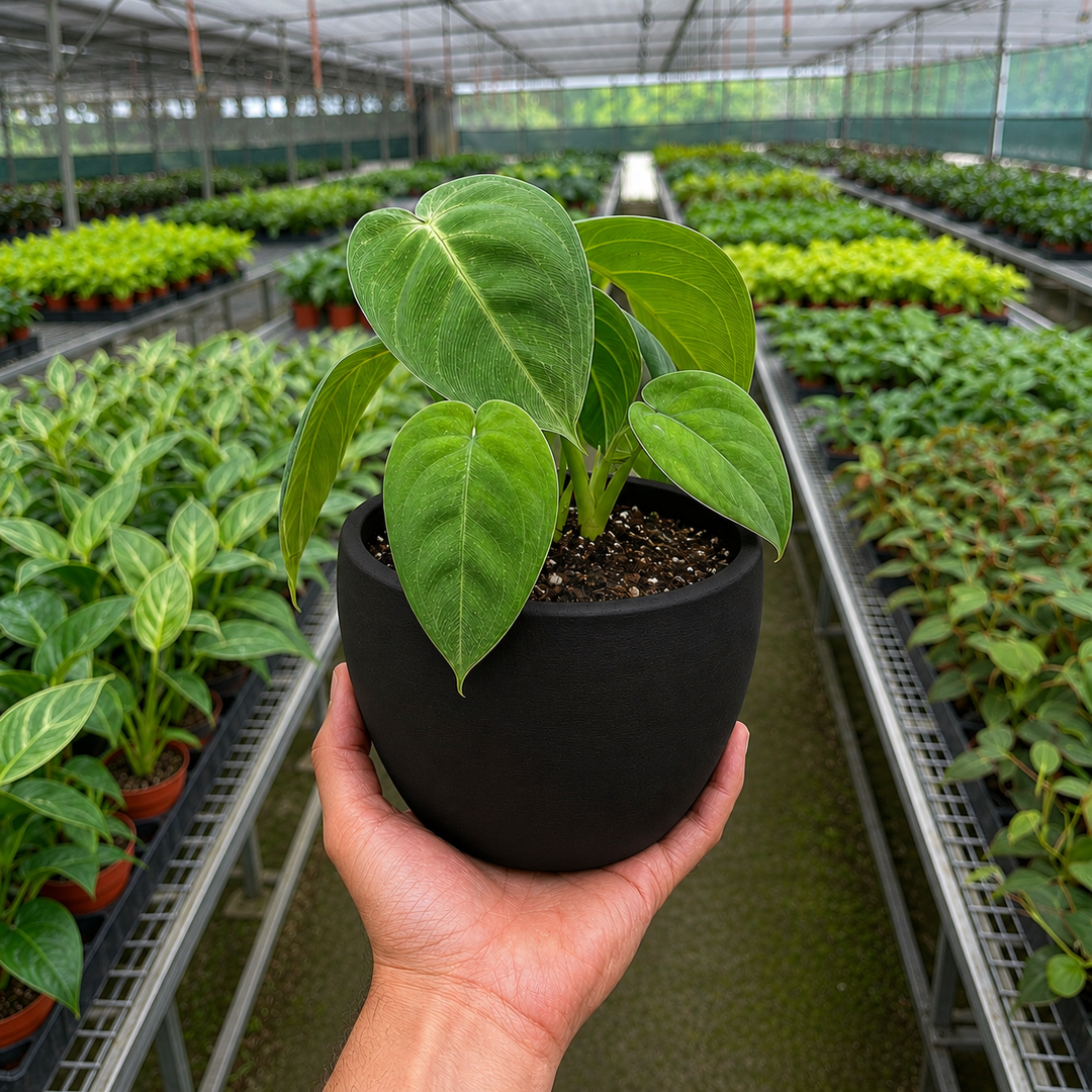 Syngonium &