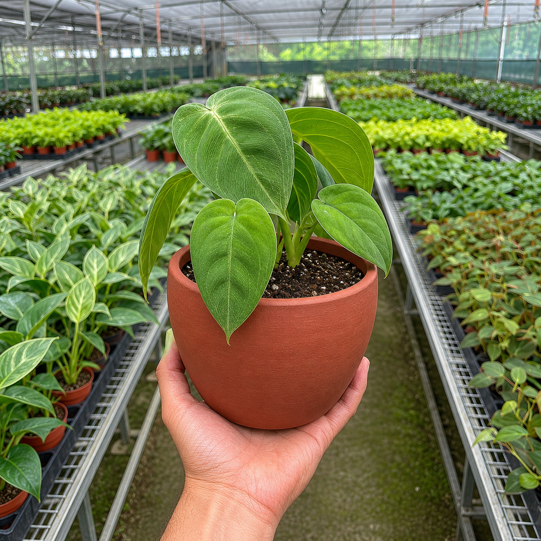 Syngonium &