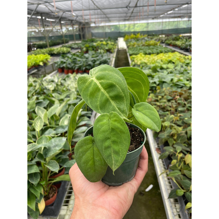 Syngonium &