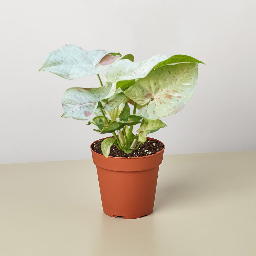Syngonium &
