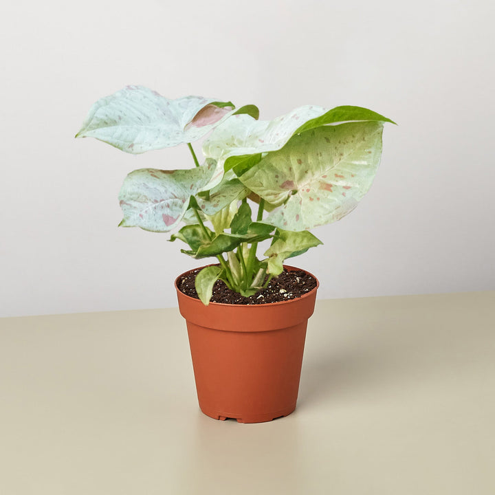 Syngonium &