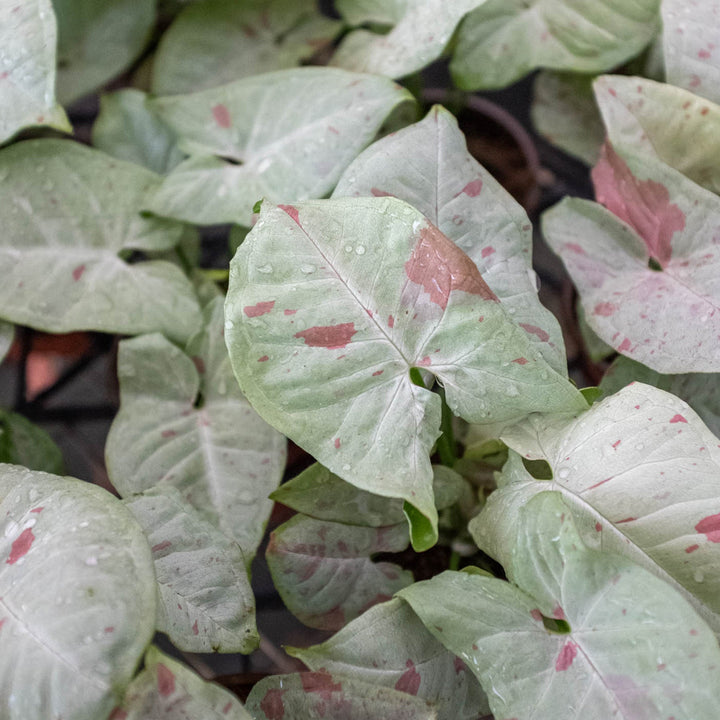 Syngonium &