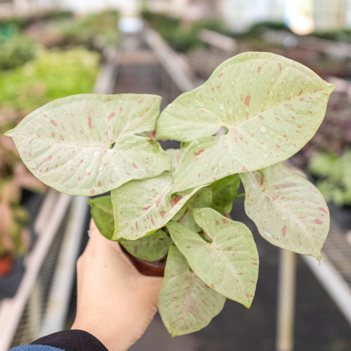 Syngonium &