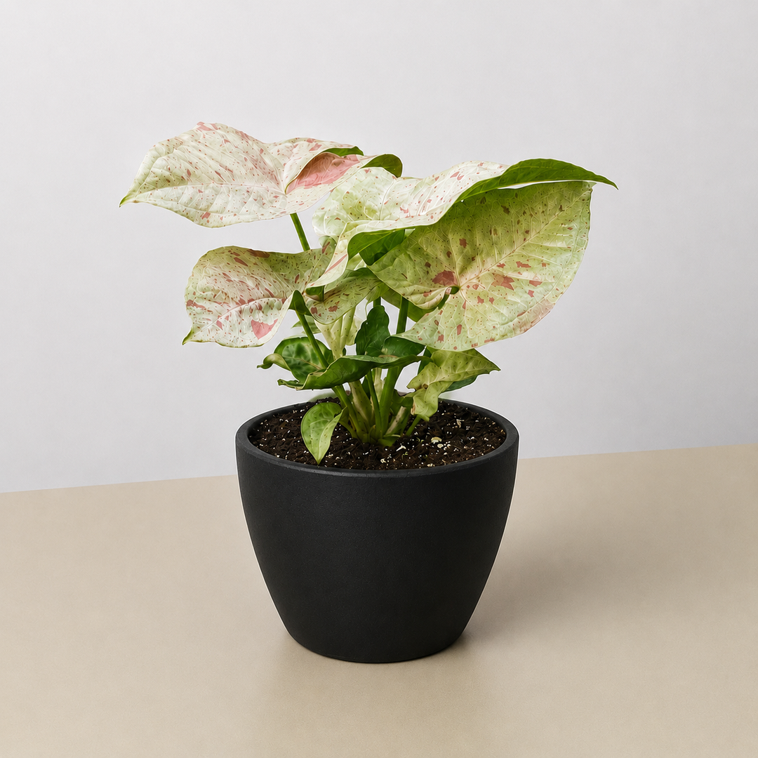 Syngonium &
