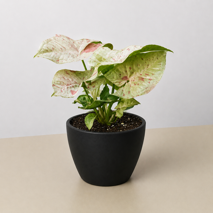 Syngonium &
