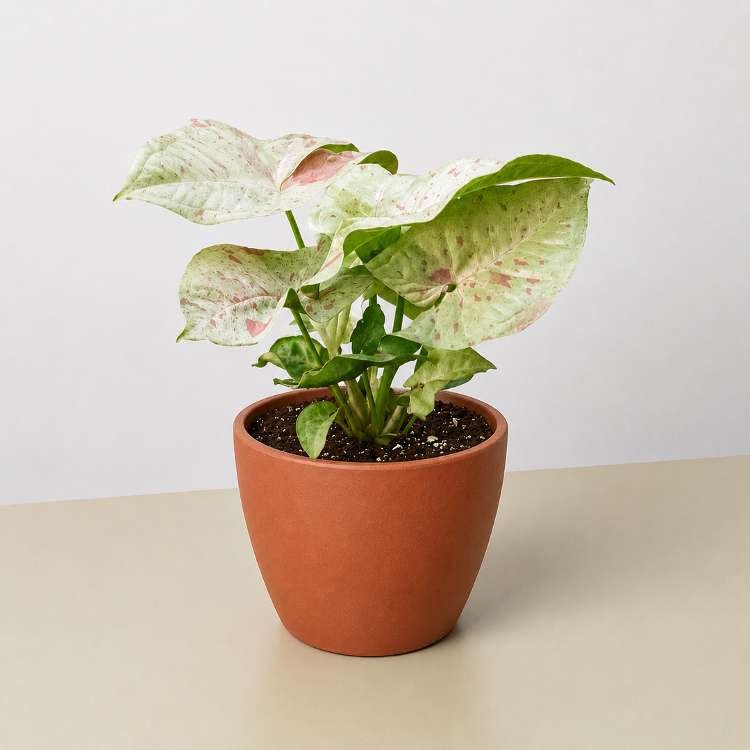 Syngonium &