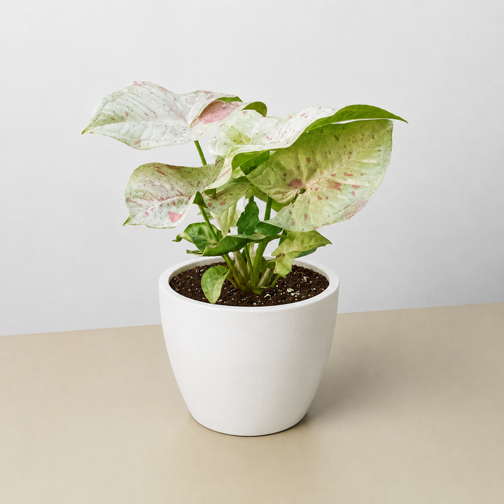 Syngonium &