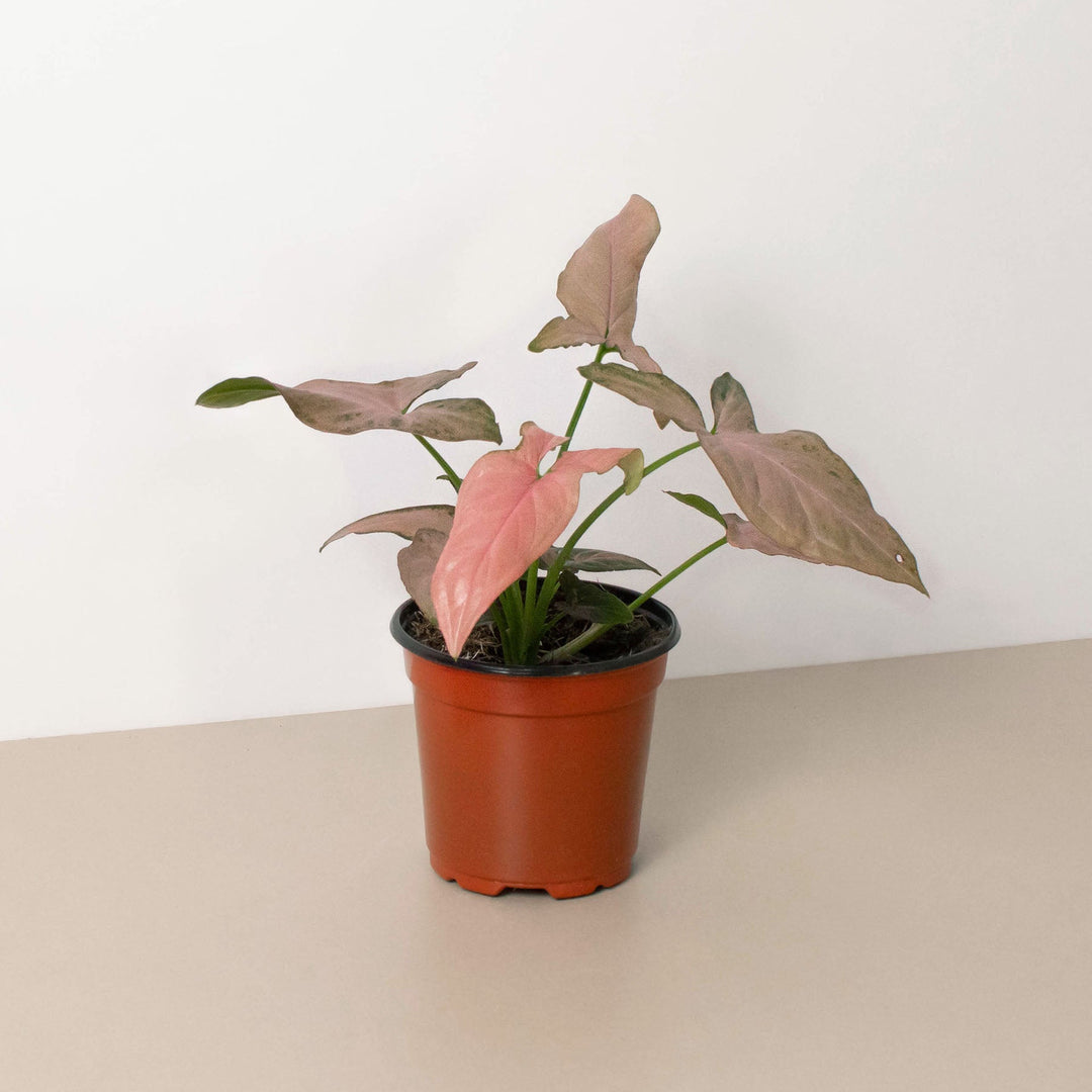 Syngonium &