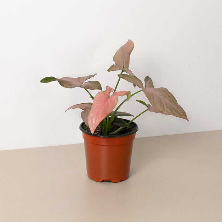 Syngonium &
