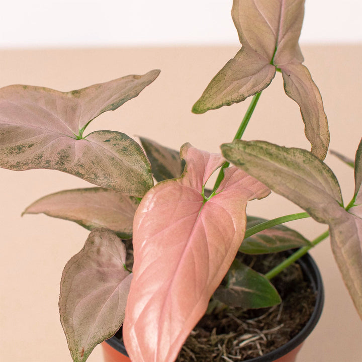 Syngonium &