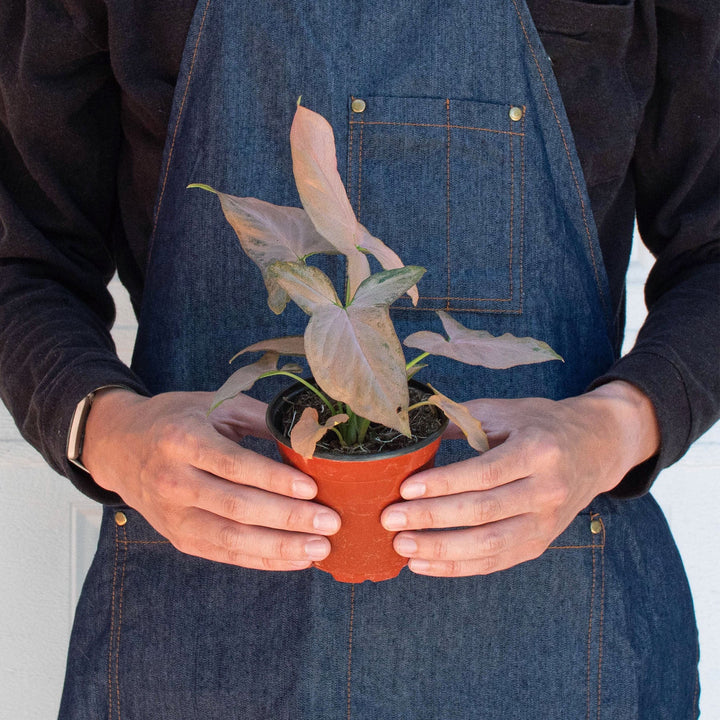 Syngonium &